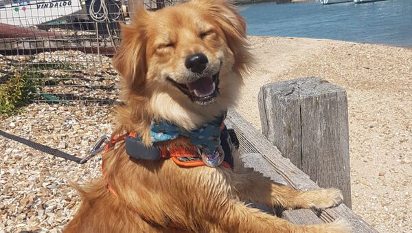 Ảnh Con chó siêu hạnh phúc của nhiếp ảnh gia người Anh Dean Pollard, được gửi đến cuộc thi Mars Petcare Comedy Pet Photography Awards - Sputnik Việt Nam
