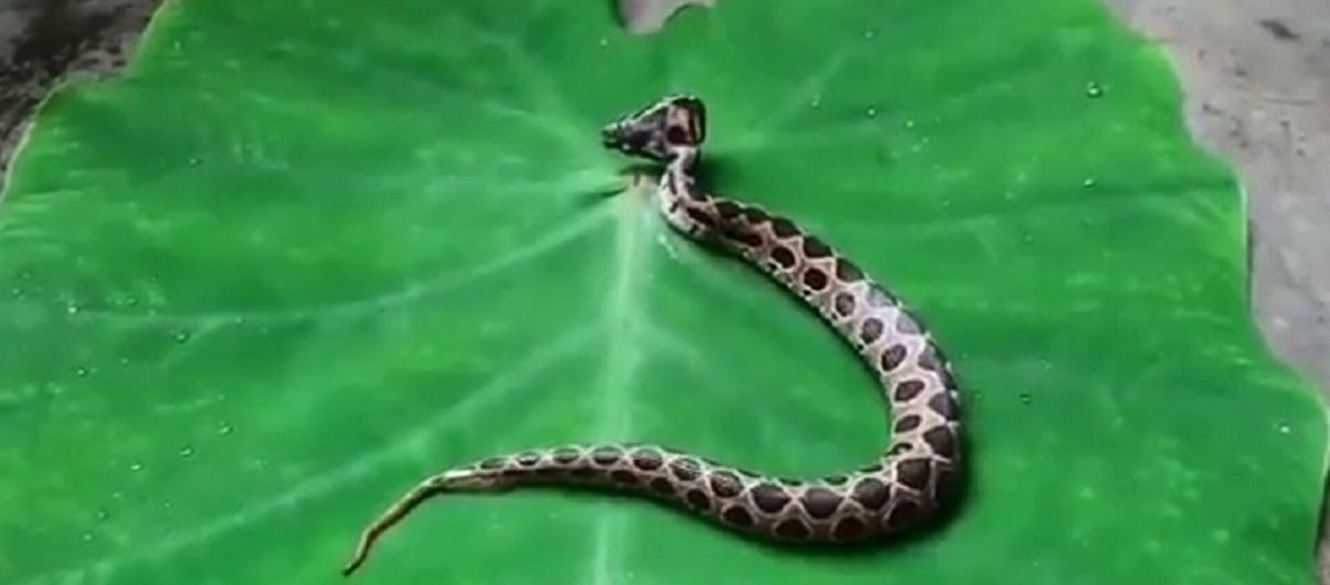 Ở Ấn Độ phát hiện một con rắn độc hai đầu thuộc loại hiếm - Sputnik Việt Nam, 1920, 11.08.2020