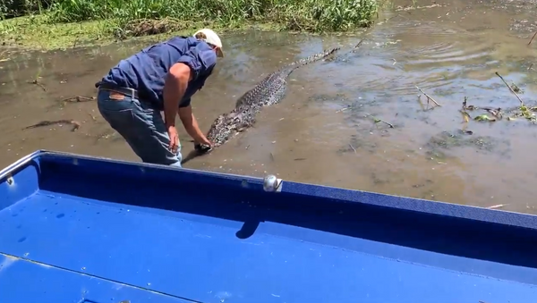 Chơi với thú vật: một người đàn ông nhảy ra khỏi thuyền để vuốt cá sấu - Sputnik Việt Nam