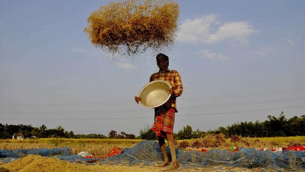 Một nông dân sàng gạo ở ngoại ô thành phố Agartala, Ấn Độ - Sputnik Việt Nam