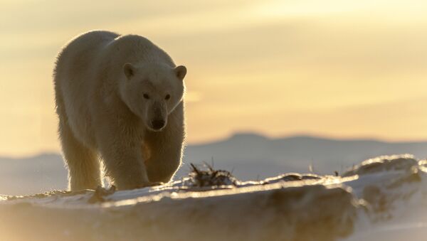 Gấu Bắc Cực ở Chukotka - Sputnik Việt Nam