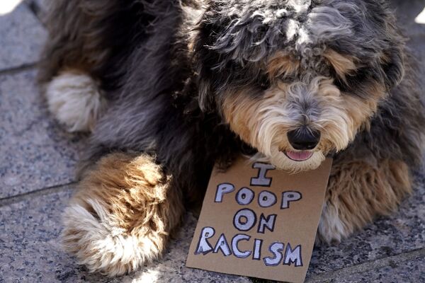 Chú chó trong cuộc biểu tình Stop Asian Hate ở Mỹ - Sputnik Việt Nam