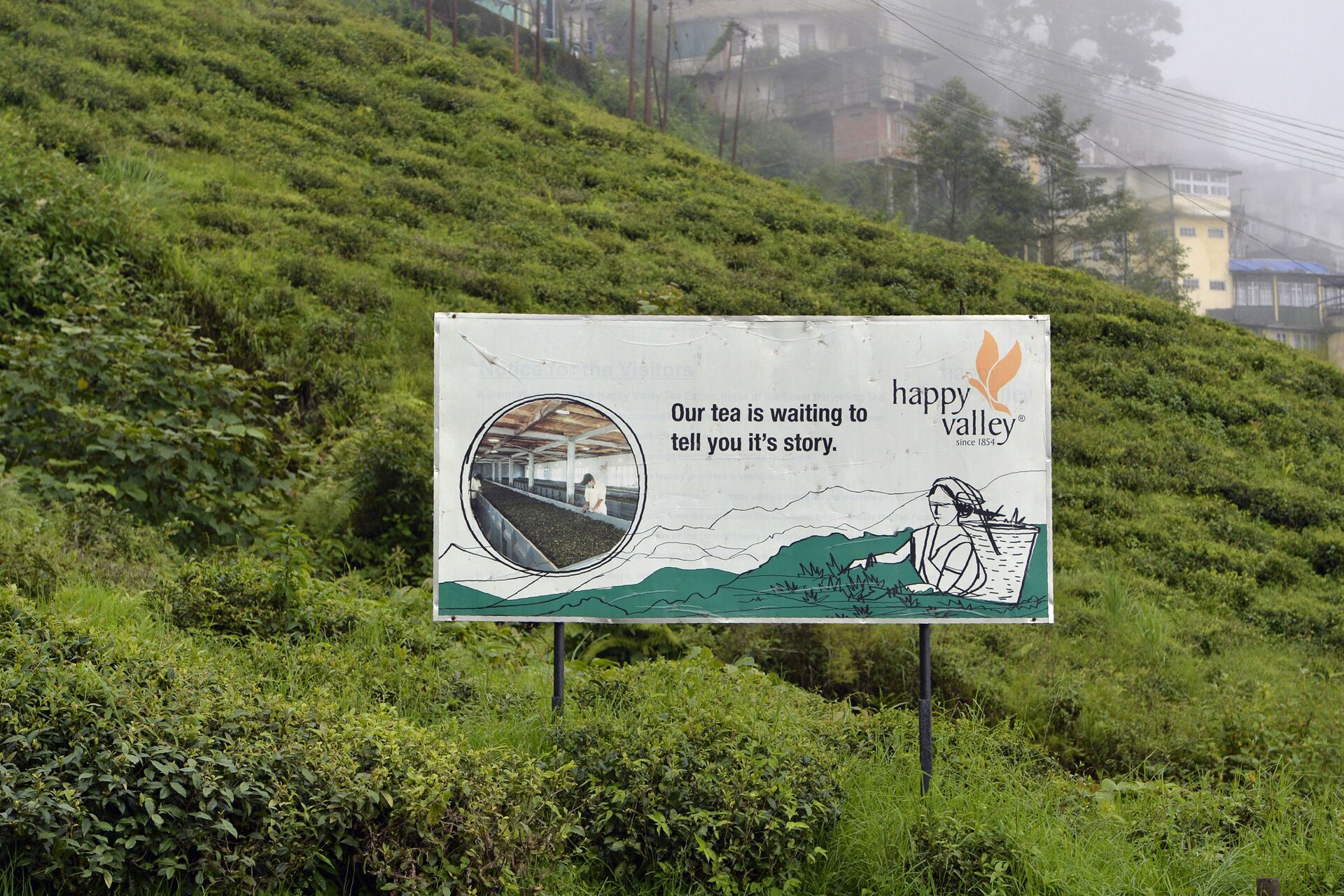  Biển quảng cáo vườn trà Darjeeling Happy Valley Tea Garden ở bang Darjeeling - Sputnik Việt Nam, 1920, 12.05.2024