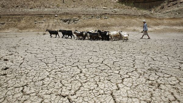 Người chăn cừu dẫn đàn dê đi qua con đập bị hạn hán ở ngoại ô Sana, Yemen - Sputnik Việt Nam