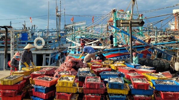 Giá hải sản thấp trong thời gian gần đây là do tình hình dịch COVID-19 khiến sức tiêu thụ giảm đáng kể. - Sputnik Việt Nam