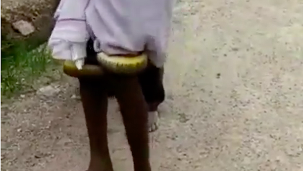 Một con rắn độc chết người leo lên chân ông già đi bộ trên phố - Sputnik Việt Nam