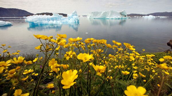 Những bông hoa dại trước tảng băng trôi ở Greenland - Sputnik Việt Nam