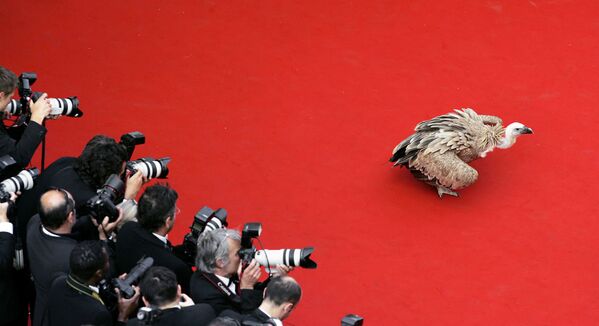 Các nhiếp ảnh gia chụp ảnh kền kền trên thảm đỏ Liên hoan phim Cannes - Sputnik Việt Nam