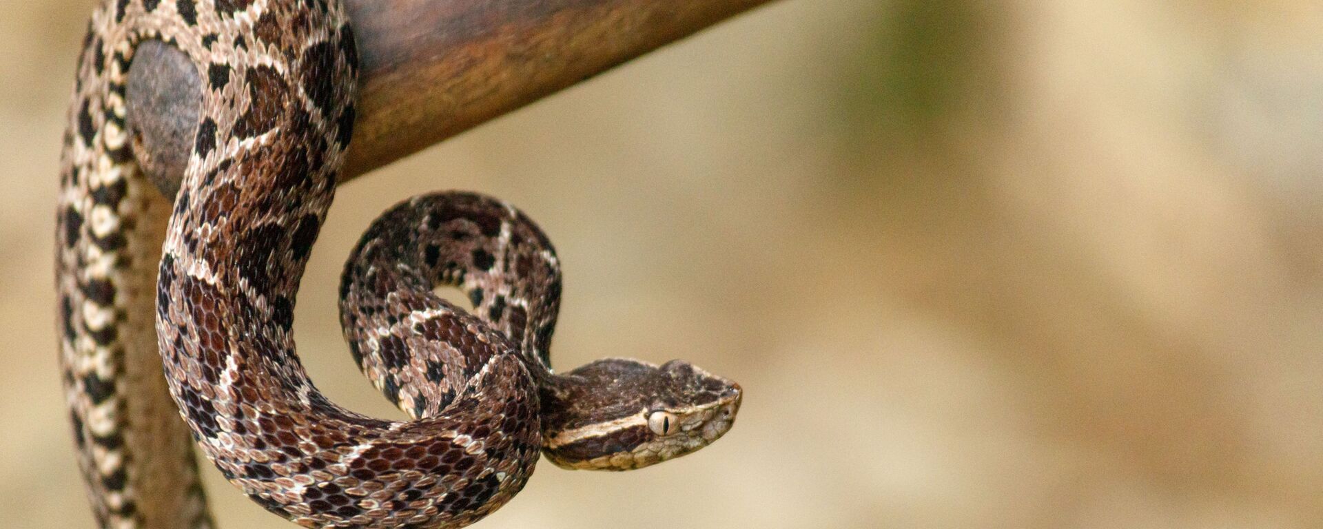 Các loài viper Jararakusu - Sputnik Việt Nam, 1920, 06.09.2021