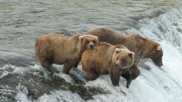 Những con gấu nâu trong Vườn quốc gia Katmai và Khu bảo tồn ở Alaska, Hoa Kỳ  - Sputnik Việt Nam