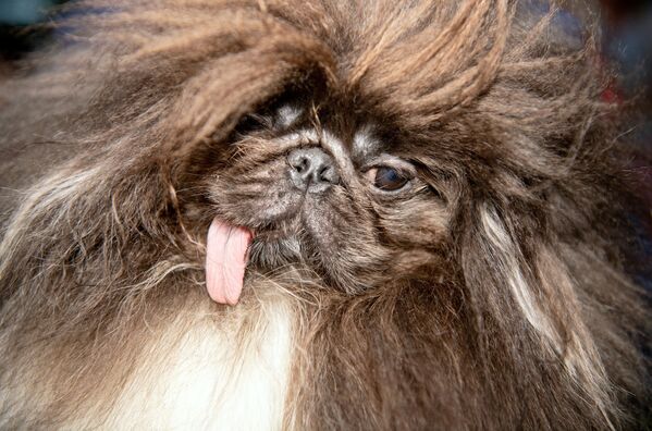 Con chó Bắc Kinh trước khi bắt đầu cuộc thi Chú chó đáng sợ nhất thế giới, bang California - Sputnik Việt Nam