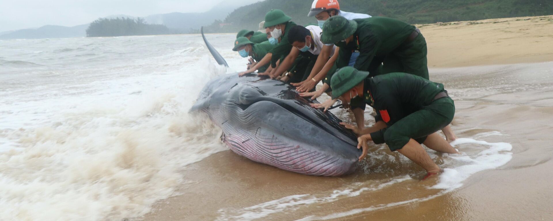 Cứu hộ thành công cá voi nặng khoảng 3 tấn dạt vào bờ biển Thừa Thiên-Huế - Sputnik Việt Nam, 1920, 18.10.2021