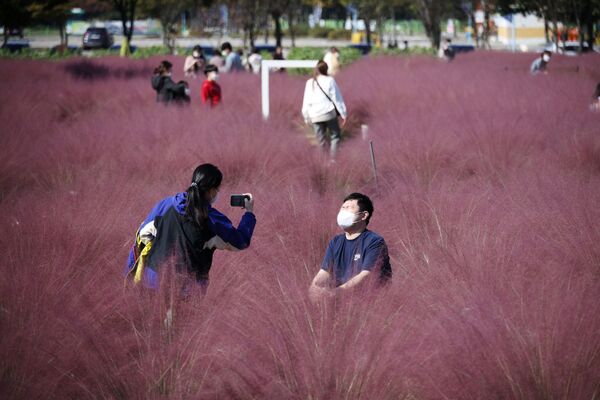 Cặp đôi chụp ảnh trên nền cỏ hồng ở thành phố Hà Nam thuộc tỉnh Gyeonggi, Hàn Quốc - Sputnik Việt Nam