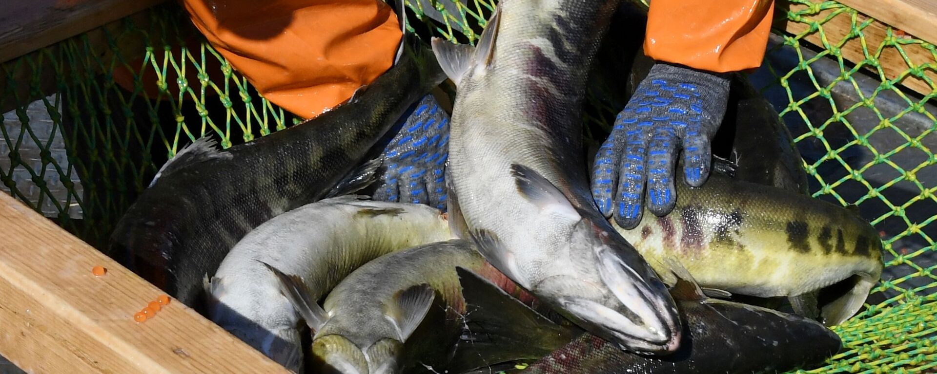 Cá hồi Chum được đánh bắt tại trại nuôi cá hồi ở Lãnh thổ Primorsky - Sputnik Việt Nam, 1920, 08.06.2023