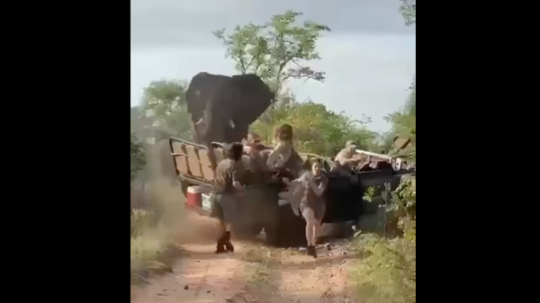 Video quay cảnh con voi phát điên suýt lật đổ xe jeep chở người được tung lên mạng - Sputnik Việt Nam