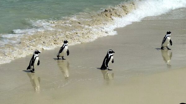 Những con chim cánh cụt trên bờ biển - Sputnik Việt Nam