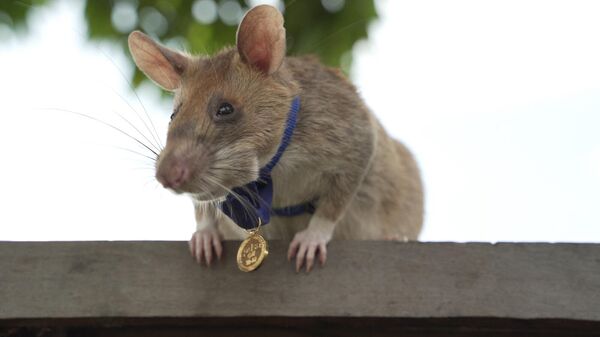 Magawa, loài chuột có túi châu Phi với huy chương vàng từ PDSA cho công việc phát hiện bom mìn ở Siem Reap - Sputnik Việt Nam