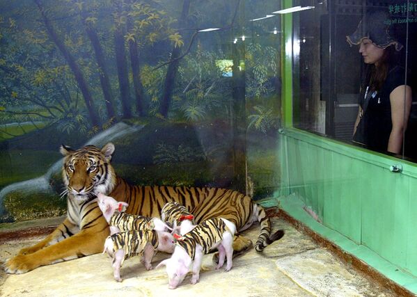 Hổ với lợn con ở Sở thú Bangkok - Sputnik Việt Nam