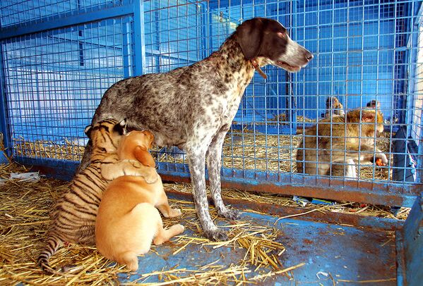 Một chú hổ con với chó con bú sữa của một con chó khác ở Pháp - Sputnik Việt Nam