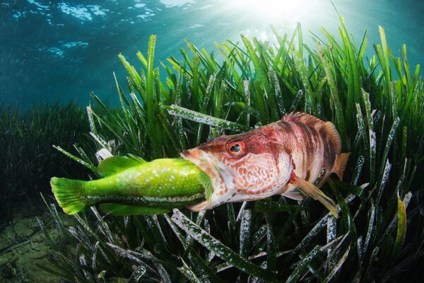 Bức ảnh &quot;Vòng quay cuộc đời&quot; của nhiếp ảnh gia Tây Ban Nha Javier Murcia, giải 2 hạng mục Hành vi, cuộc thi The Underwater Photographer of the Year 2022 - Sputnik Việt Nam