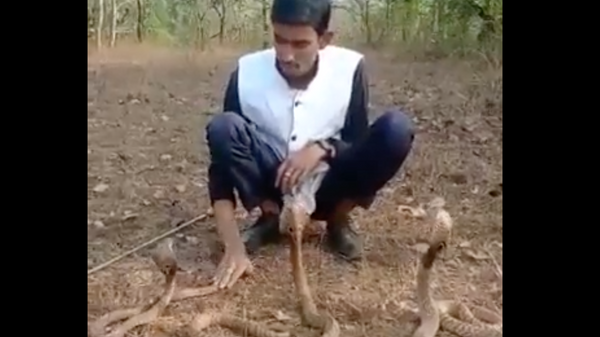 Video: Rắn hổ mang cắn người đàn ông trong tiết mục với ba con rắn - Sputnik Việt Nam