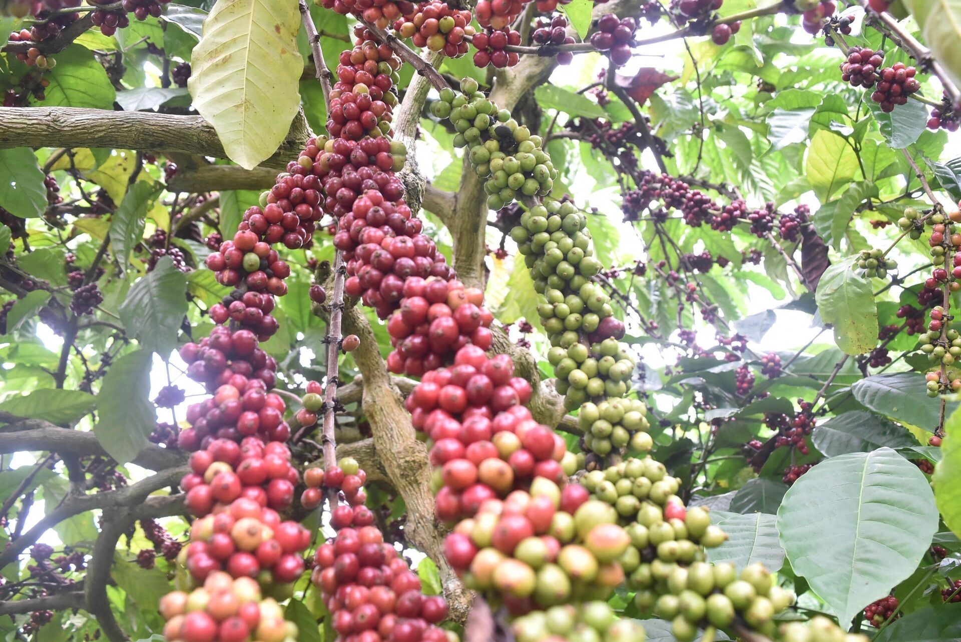 Cà phê của tỉnh Đắk Nông sản xuất theo bộ tiêu chuẩn quốc tế phục vụ xuất khẩu - Sputnik Việt Nam, 1920, 31.03.2022