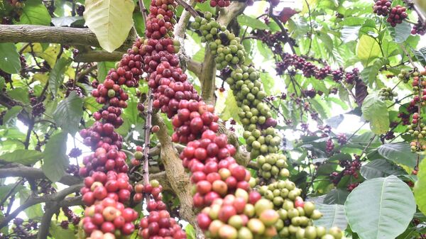 Cà phê của tỉnh Đắk Nông sản xuất theo bộ tiêu chuẩn quốc tế phục vụ xuất khẩu - Sputnik Việt Nam