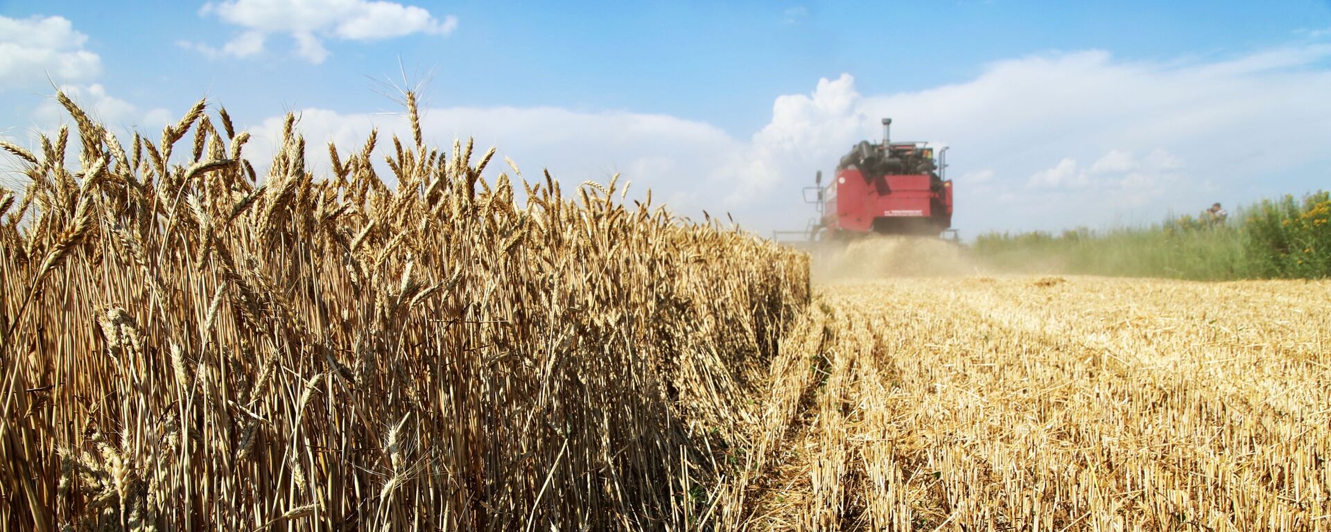 Thu hoạch lúa mì trên cánh đồng ở vùng Donetsk - Sputnik Việt Nam, 1920, 16.08.2023