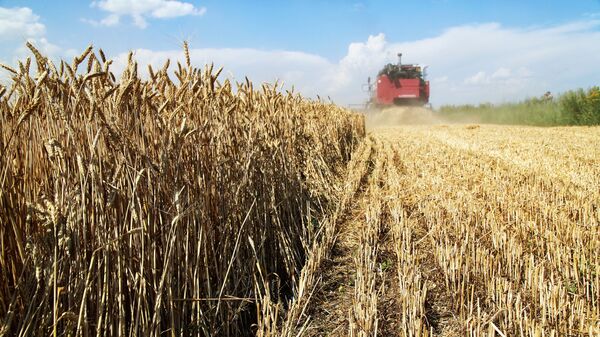 Thu hoạch lúa mì trên cánh đồng ở vùng Donetsk - Sputnik Việt Nam