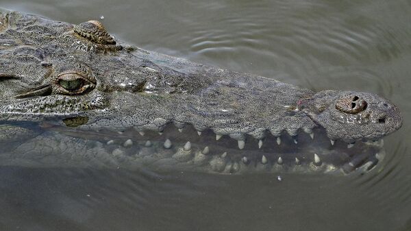 Cá sấu ở sông Tarcoles , Costa Rica - Sputnik Việt Nam