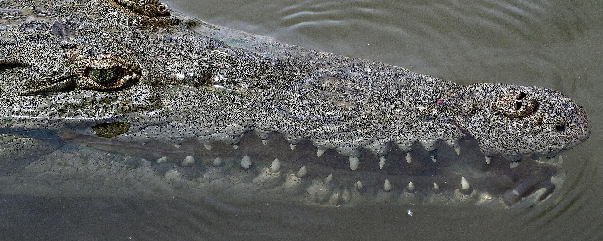 Cá sấu ở sông Tarcoles , Costa Rica - Sputnik Việt Nam, 1920, 04.05.2022