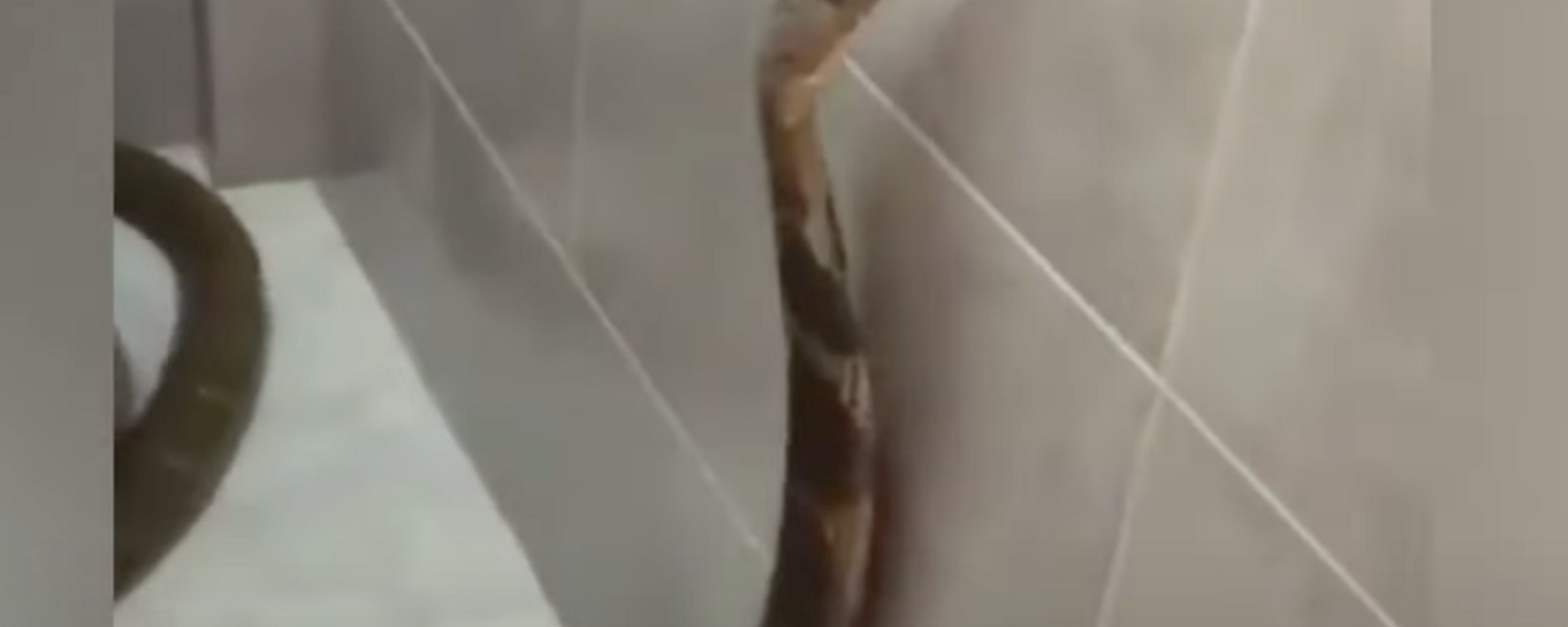 Con rắn độc dài nhất ăn trộm giấy vệ sinh - Sputnik Việt Nam, 1920, 06.04.2022