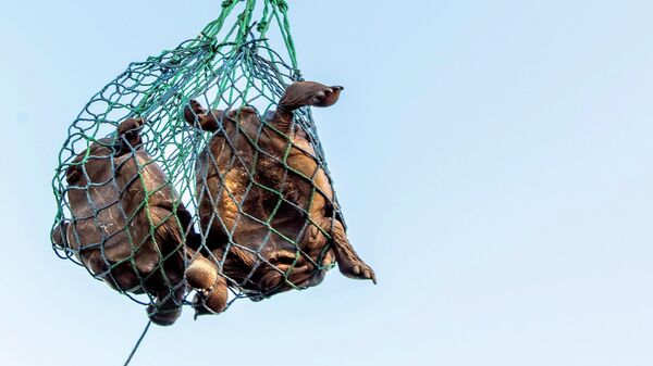 Trực thăng vận chuyển rùa ở Quần đảo Galapagos - Sputnik Việt Nam