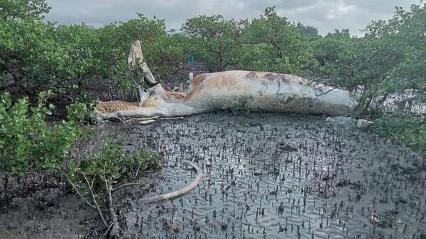 Quảng Ninh: Phát hiện xác cá voi “khủng” dạt vào bờ tại xã đảo Quan Lạn  - Sputnik Việt Nam