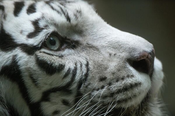 Hổ Bengal trong chuồng thú Moskva, nơi kỷ niệm Ngày quốc tế mèo. - Sputnik Việt Nam