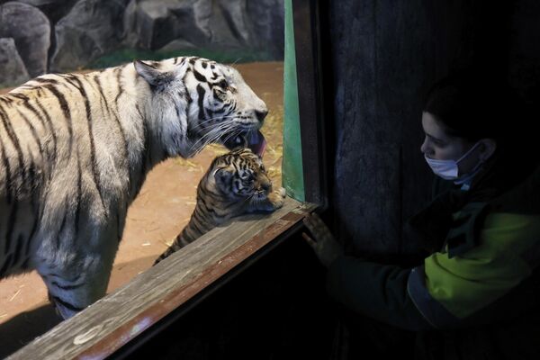 Hổ cái trắng Bengal có tên là Vega cùng với một trong những con của nó trong khu chuồng trại tại Vườn thú Limpopo ở Nizhny Novgorod, Nga. - Sputnik Việt Nam