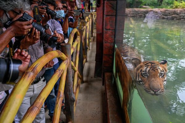 Shakti, một con hổ Bengal, bơi trong hồ bơi tại vườn thú ở Mumbai. - Sputnik Việt Nam