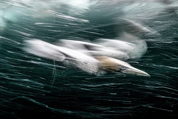 Bức ảnh «Gannet Storm» (Cơn bão Gannet) được chụp bởi nhiếp ảnh gia người Anh Henley Spiers, người chiến thắng giải Grand Prix của cuộc thi HIPA’S 11th season &#x27;Nature&#x27;. - Sputnik Việt Nam