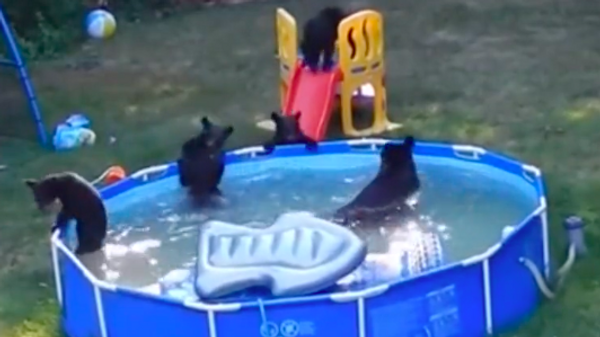 Gấu mẹ đưa đàn con đi tắm mát và vui đùa trong bể bơi của người khác - Sputnik Việt Nam