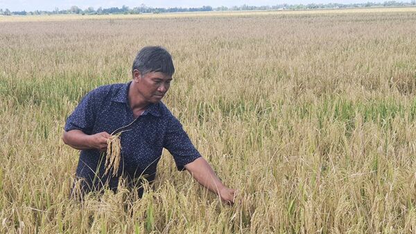 Nhiều diện tích lúa của nông dân ở huyện Phước Long đang chờ máy gặt đến thu hoạch. - Sputnik Việt Nam