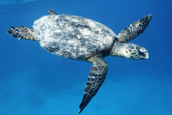 Đồi mồi - một loài rùa biển, đại diện duy nhất của chi Eretmochelys. - Sputnik Việt Nam