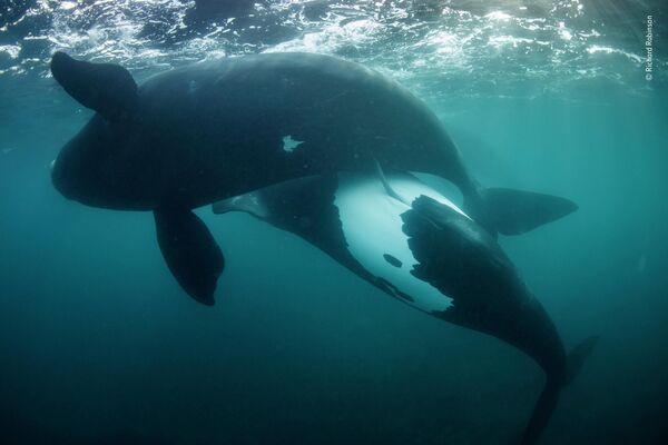 Bức ảnh New life for the tohorā của nhà nhiếp ảnh NewZeland Richard Robinson, chiến thắng trong hạng mục Oceans: The Bigger Picture cuộc thi Wildlife Photographer of the Year 58. - Sputnik Việt Nam