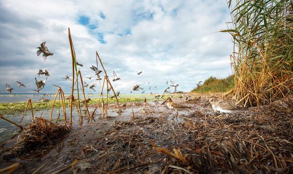 Bức ảnh ‘A theatre of birds’ của nhà nhiếp ảnh Ba Lan Mateusz Piesiak, chiến thắng trong hạng mục Rising Star Portfolio Award cuộc thi Wildlife Photographer of the Year 58.   - Sputnik Việt Nam