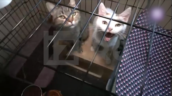 Người phụ trách Khu Bảo tồn Động vật Donetsk kể chuyện giải cứu đám mèo ở Mariupol - Sputnik Việt Nam