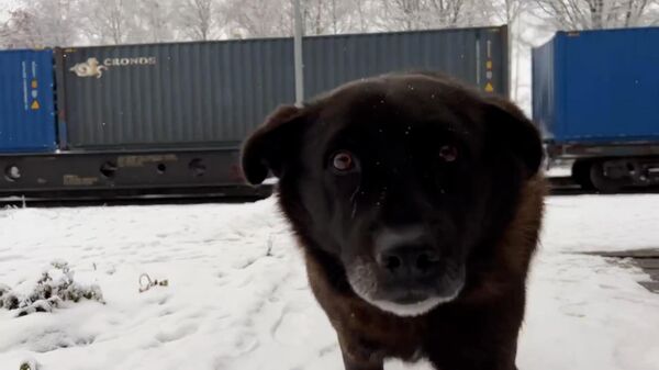 Tại ngôi làng ở Belarus, một chú chó đã sống ở nhà ga suốt 2 năm sau khi người chủ mất - Sputnik Việt Nam