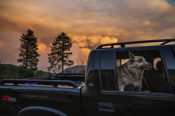 Chú chó trong xe trong thời gian cháy rừng ở California. - Sputnik Việt Nam