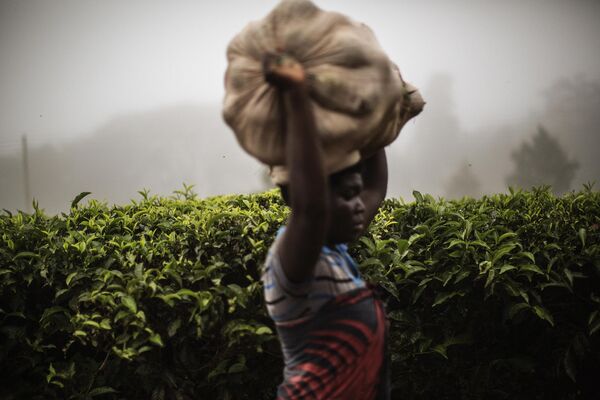 Người phụ nữ đội túi trên đầu đi ngang qua đồn điền chè ở Makandi, Malawi. - Sputnik Việt Nam