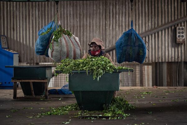 Công nhân ngồi trước những túi trà tại nhà máy Gisakura Tea Company ở Gisakura, Rwanda. - Sputnik Việt Nam
