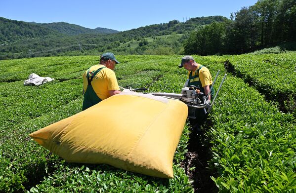 Hái chè cơ giới tại các đồn điền ở làng Izmailovka, Nga. - Sputnik Việt Nam