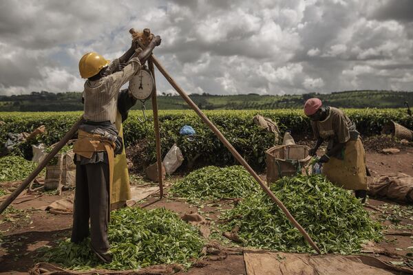 Những người hái chè ở Malawi cân thu hoạch của họ, Malawi. - Sputnik Việt Nam